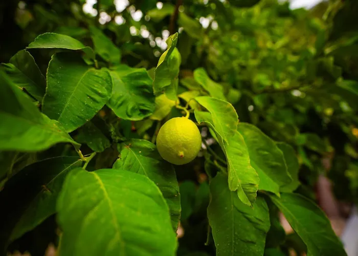 ヴィラ Jewel With Private Pool And Sea View ラピソス